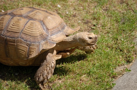 turtle3m