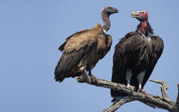 vultures2