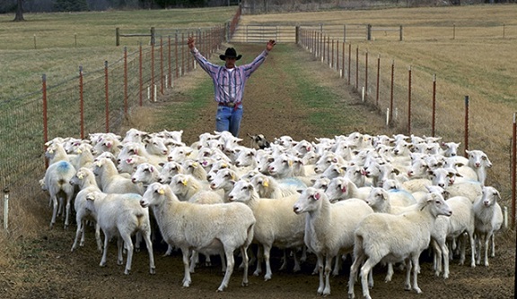 Sheep_herding,_Arkansas