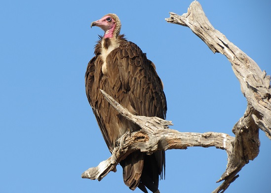Hooded_Vulture
