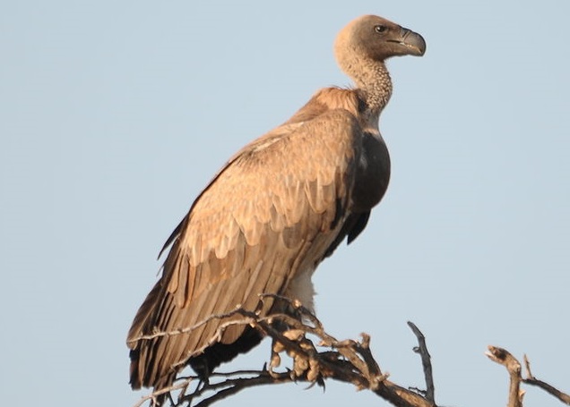 White-backed_Vulture