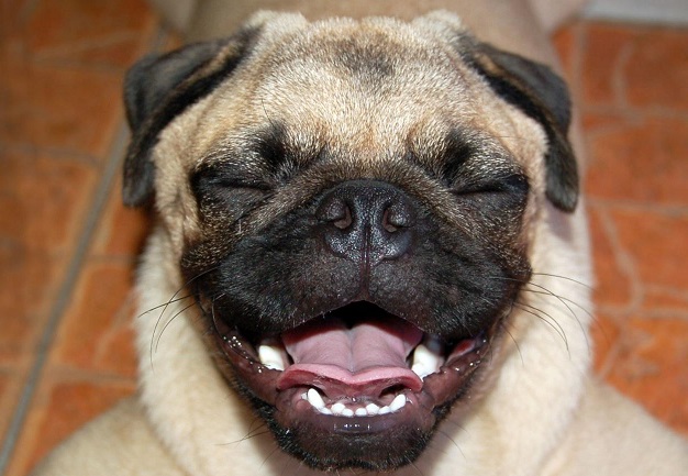 laughing-pug-fat-1844661589