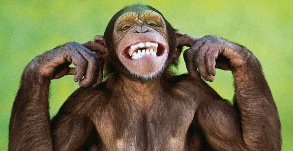 monkey-laughing - Copy