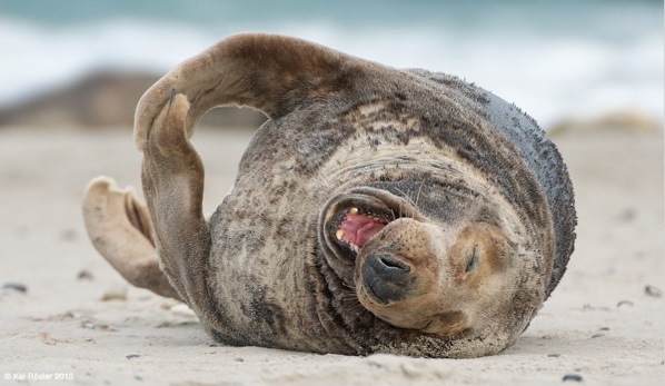 WALRUS
