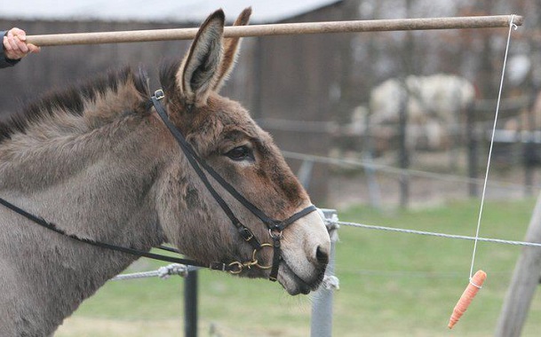 Donkey