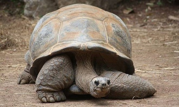 TORTOISE