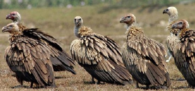 vultures