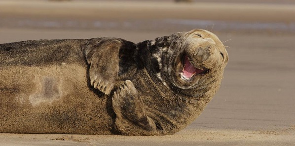 seal