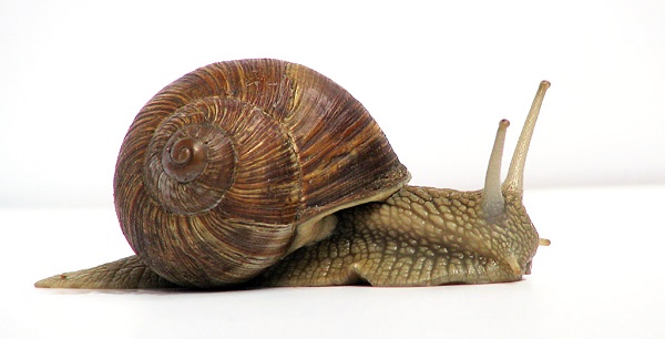 Grapevinesnail_01